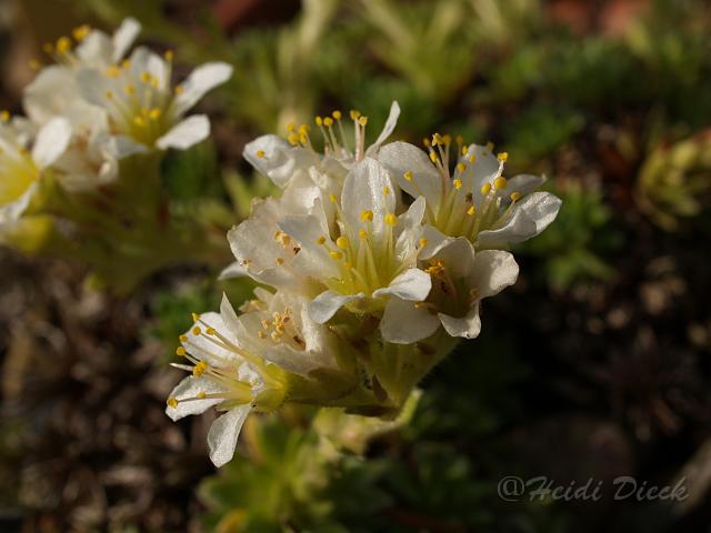 Saxifraga x apiculata Alba1.JPG